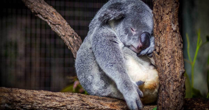 Sleepy Koala Fb 1200 X 630